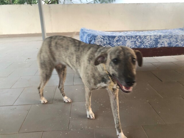 Mimi, unser neuer Wachhund