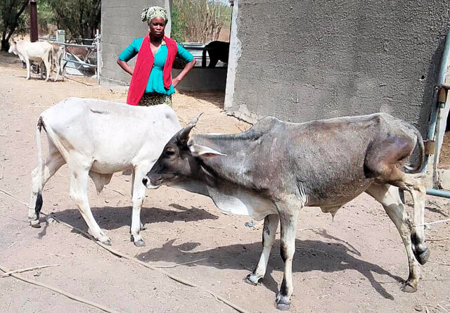 2024 04. 05. Rinder (2)