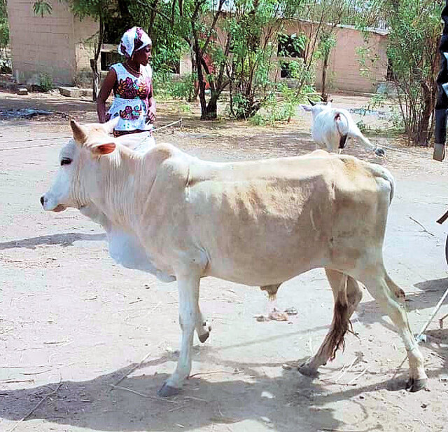 2024 04. 05. Rinder (7)