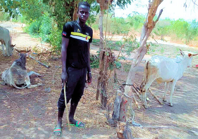 2024 04. 05. Rinder (1)