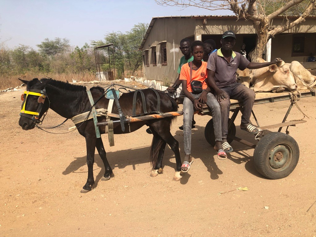 Viehtransport in Sandiara