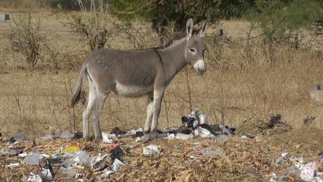Flüchtlingsdorf Louly Ndia