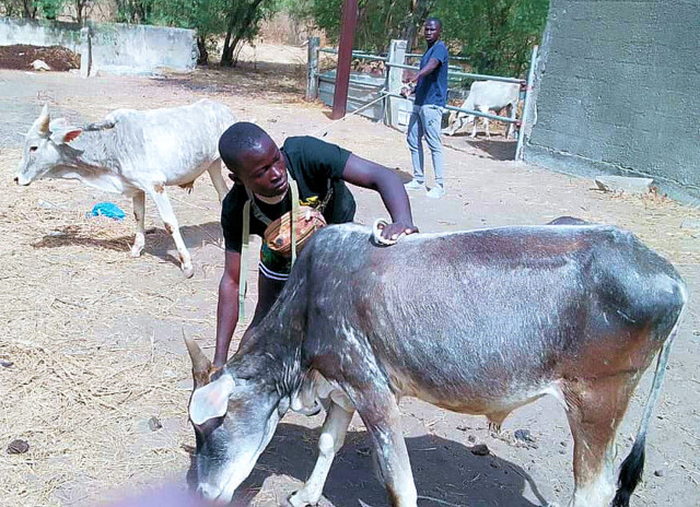 2024 04. 05. Rinder (11)