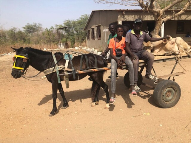 Viehtransport in Sandiara